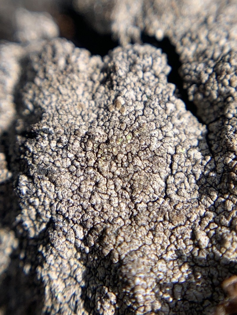 Earth Lichen photo 4
