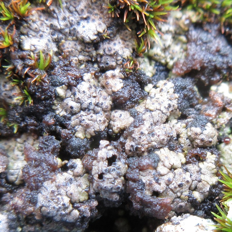 Earth Lichen photo 5