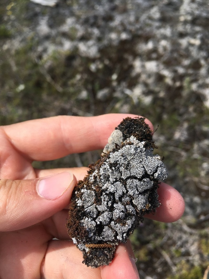 Earth Lichen photo 6