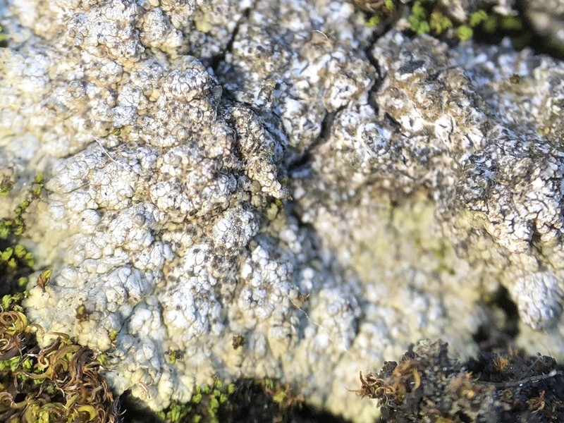 Earth Lichen photo 7