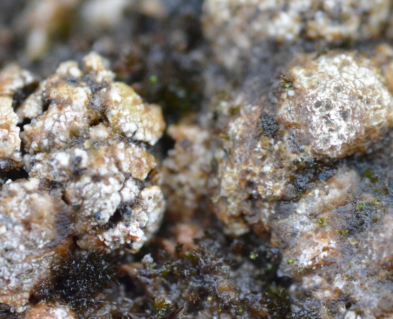 Earth Lichen photo 8