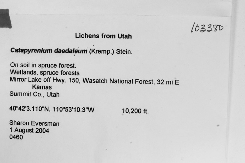 Earth Lichen