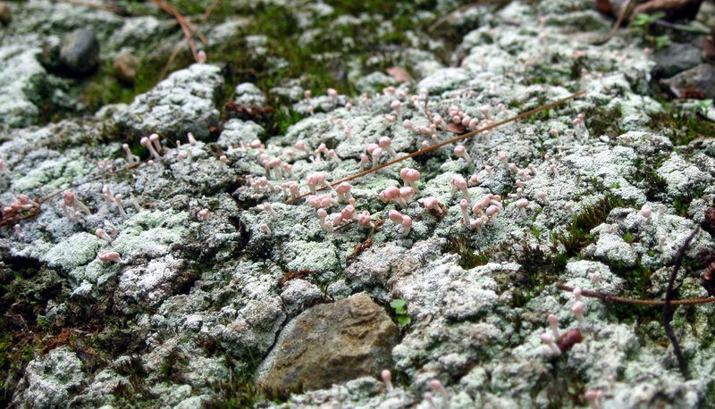 Earth Lichen