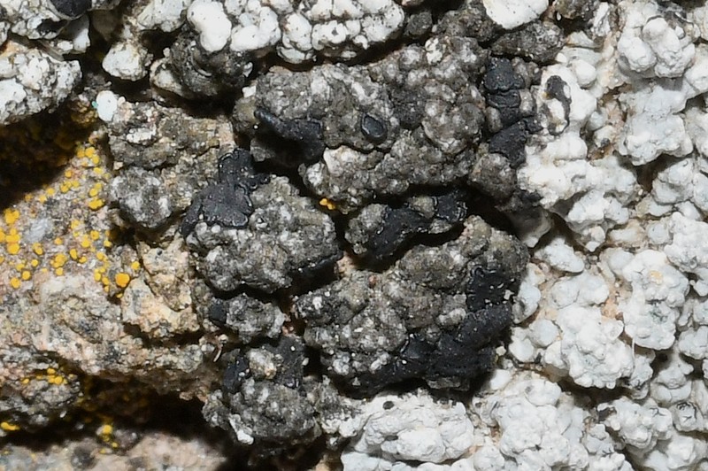 Earth Lichen