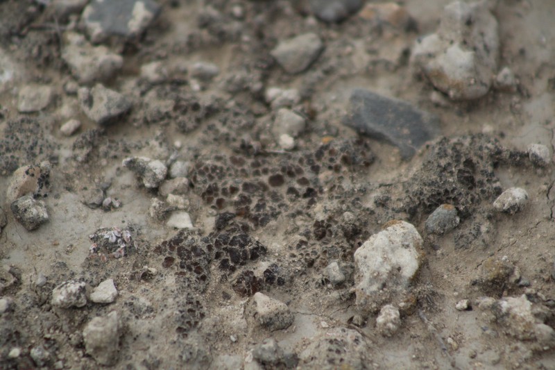 Earth Lichen photo 3
