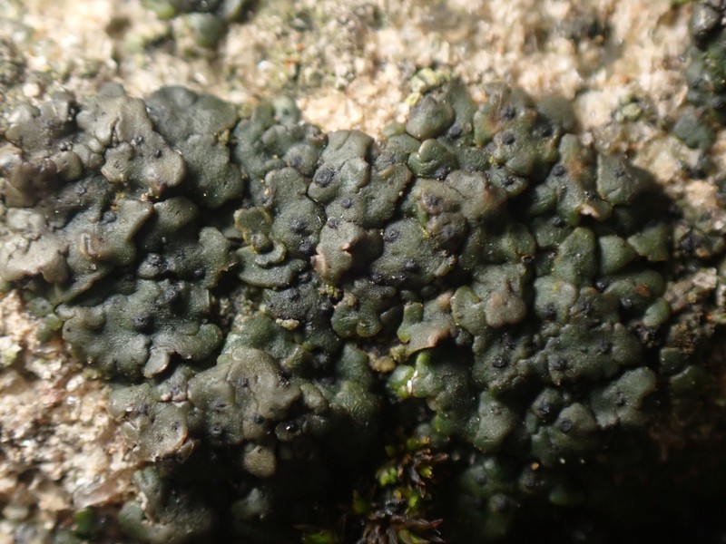 Earth Lichen photo 4