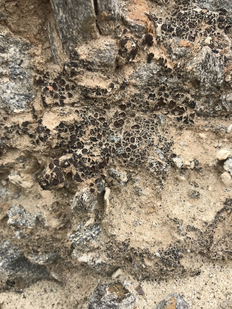 Earth Lichen photo 5
