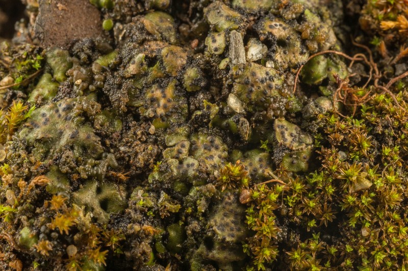 Michel's Earth Lichen