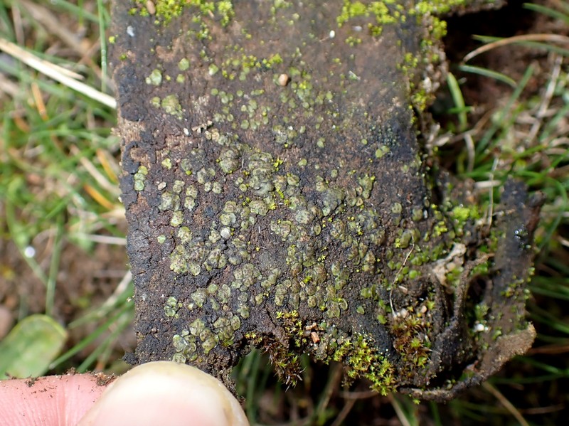 Michel's Earth Lichen photo 2