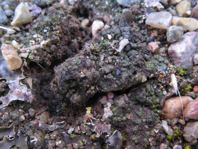 Michel's Earth Lichen photo 3
