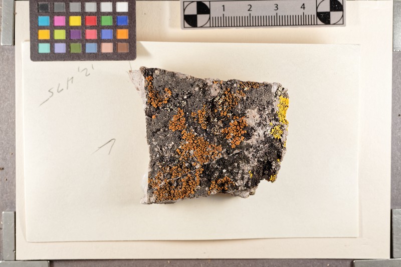 Earth Lichen