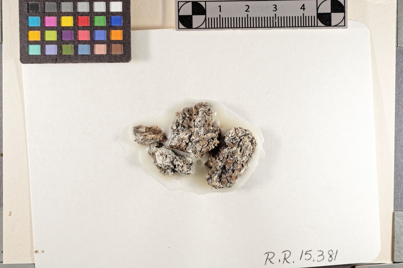 Catapyrenium psoromoides