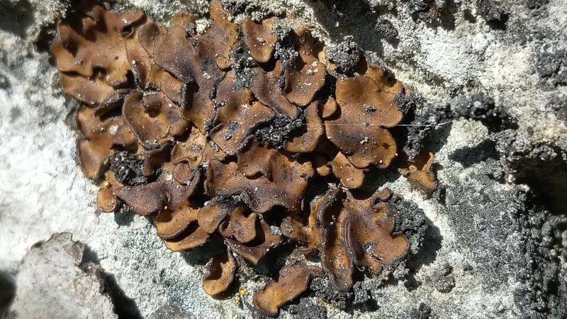 Catapyrenium rufescens
