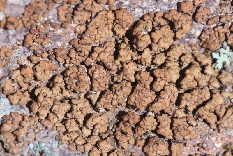 Catapyrenium rufescens photo 2
