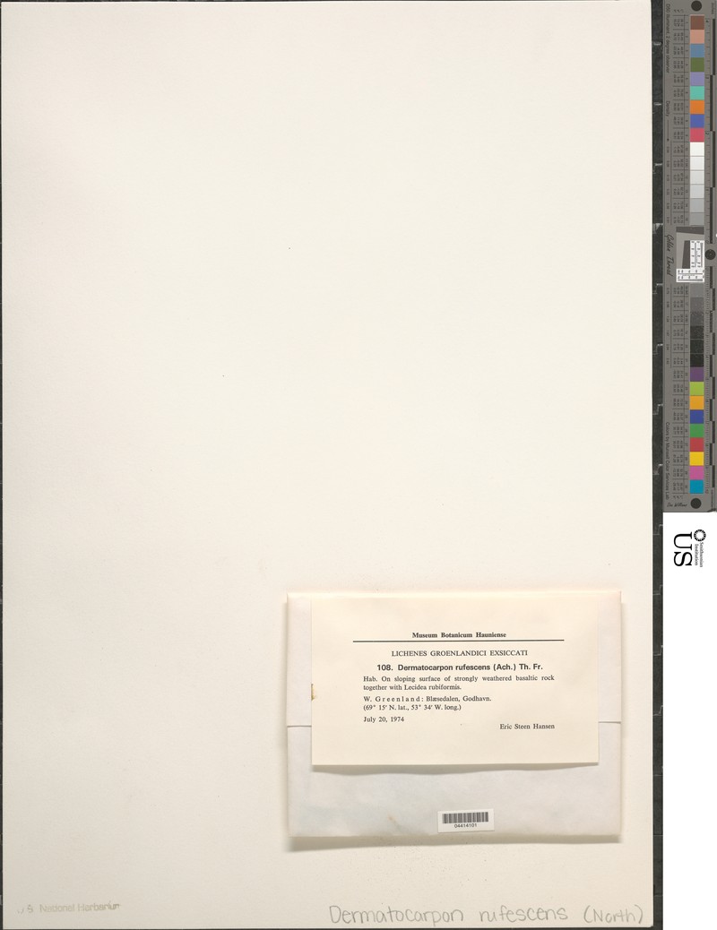 Catapyrenium rufescens photo 3