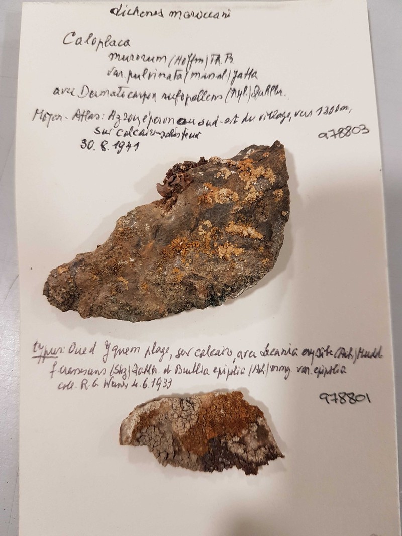 Catapyrenium rufescens photo 4