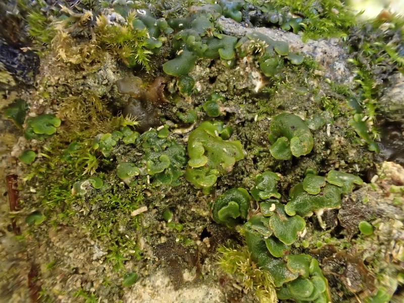 Catapyrenium squamulosum