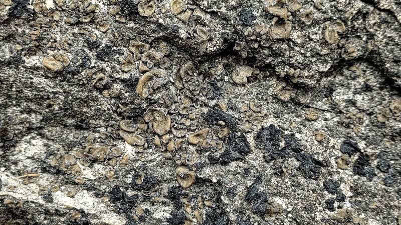 Catapyrenium squamulosum photo 2