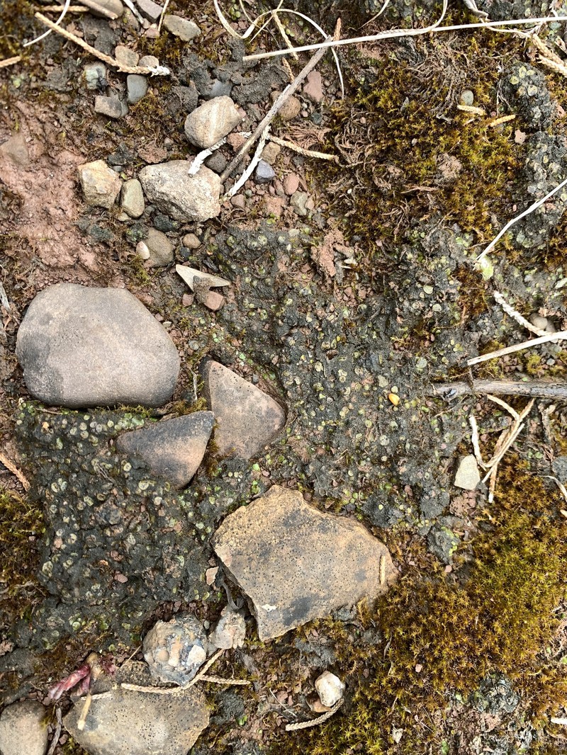 Catapyrenium squamulosum photo 3