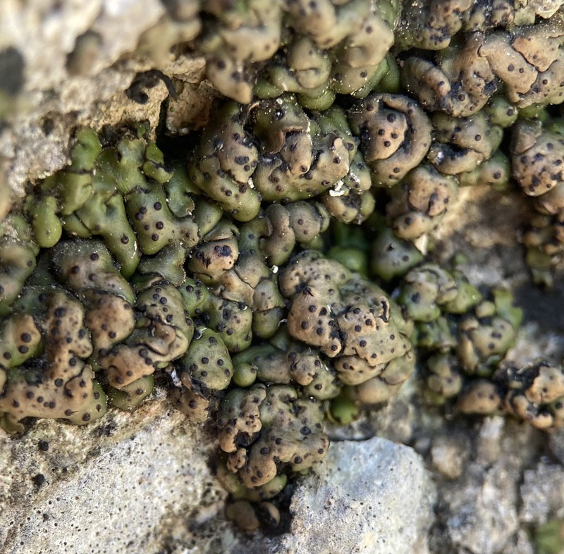 Catapyrenium squamulosum photo 4