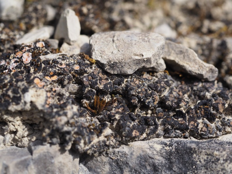 Catapyrenium squamulosum photo 5