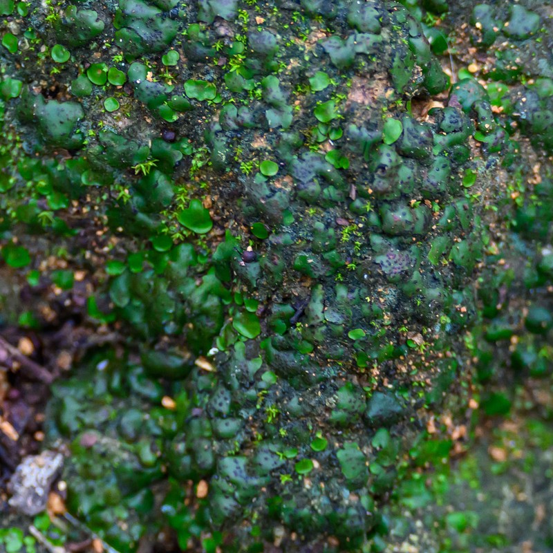 Catapyrenium squamulosum photo 6