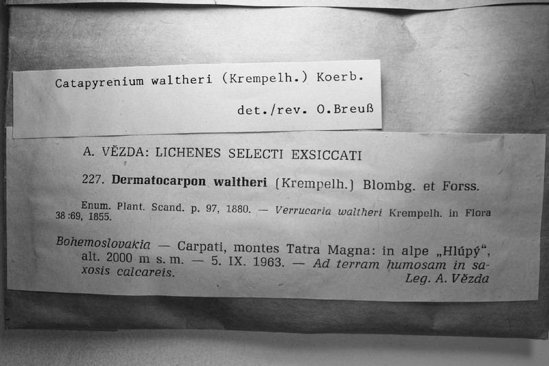Catapyrenium waltheri