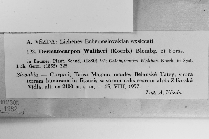 Catapyrenium waltheri photo 2