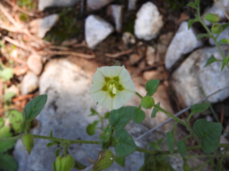Cataracta microphysa