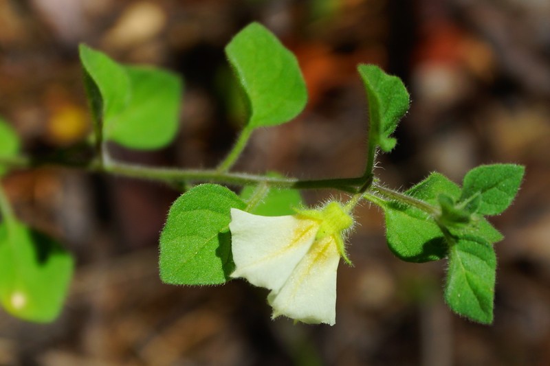 Cataracta microphysa photo 2