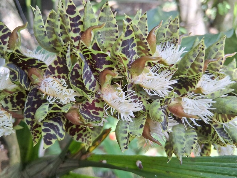 Catasetum dianneae