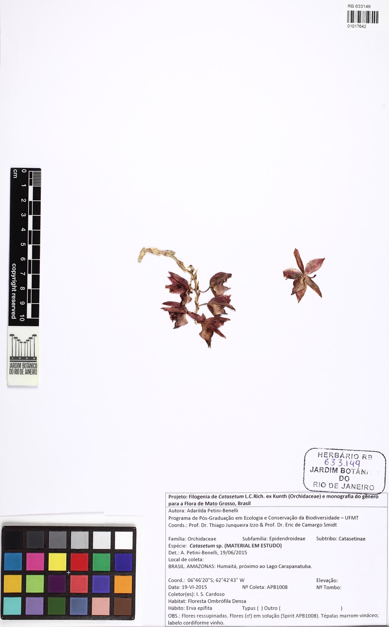 Catasetum ivaneae
