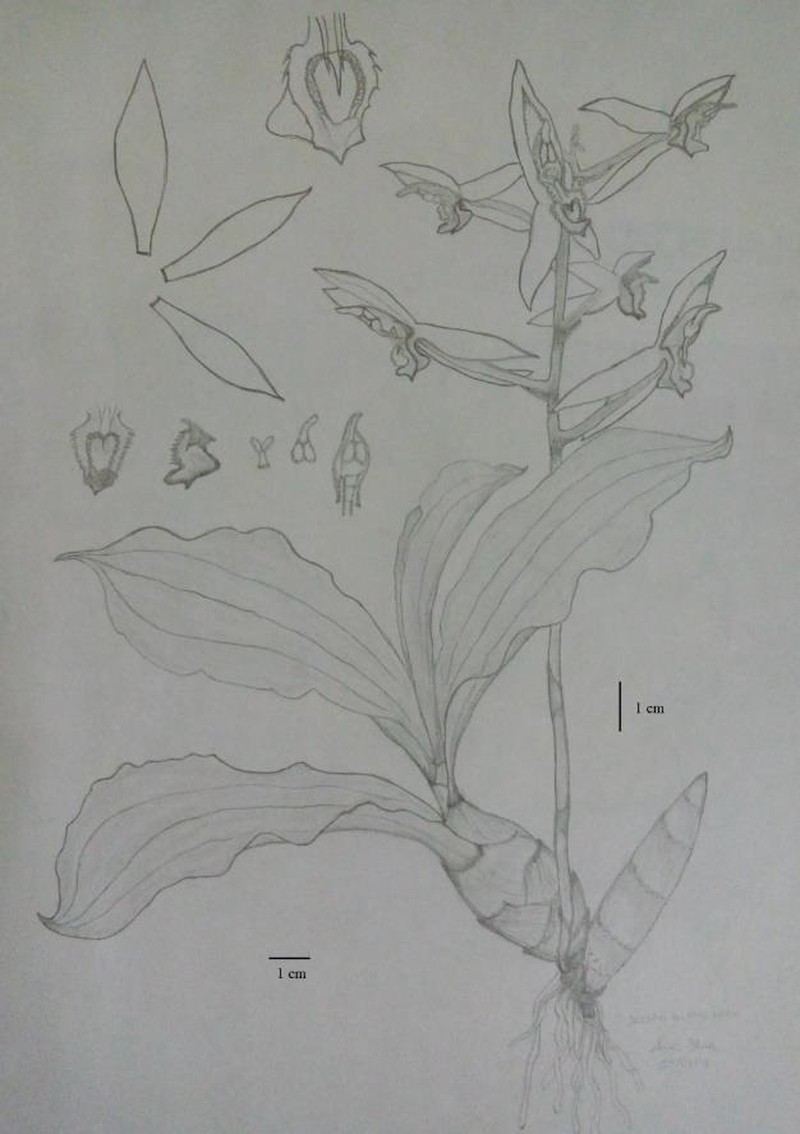 Catasetum lendarium