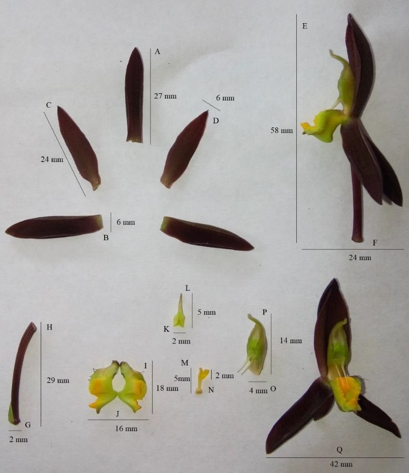 Catasetum lendarium photo 2