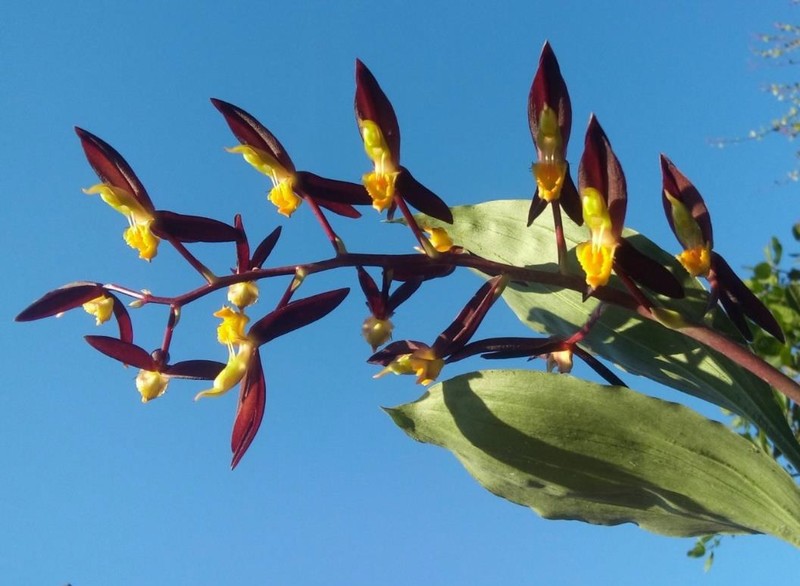 Catasetum lendarium photo 3