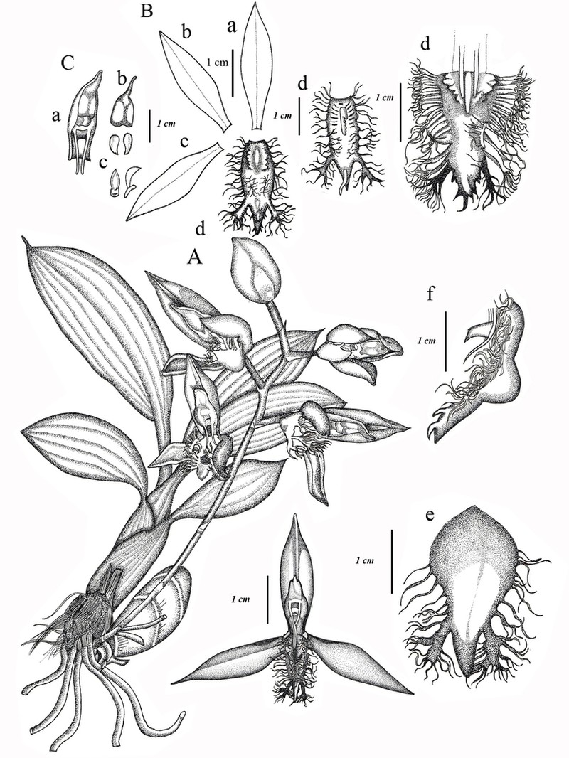 Catasetum paranaitense