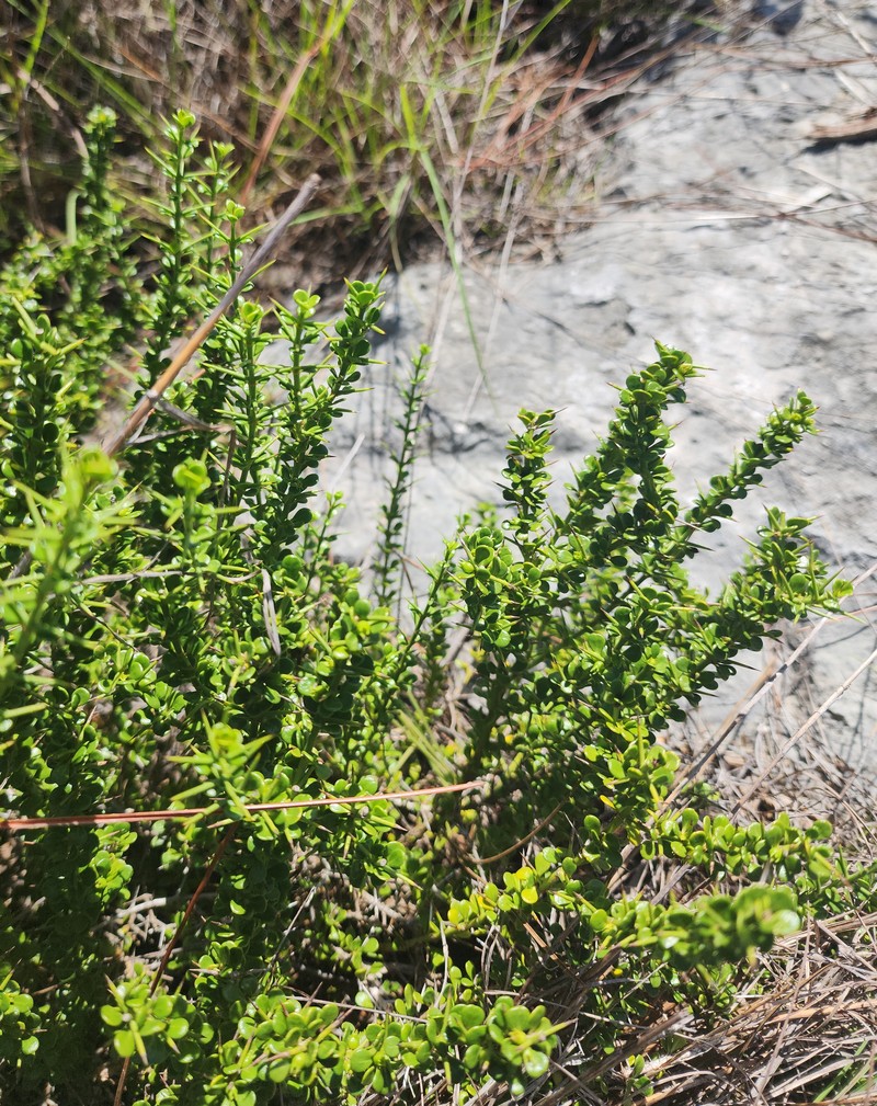 Smallflower Lilythorn