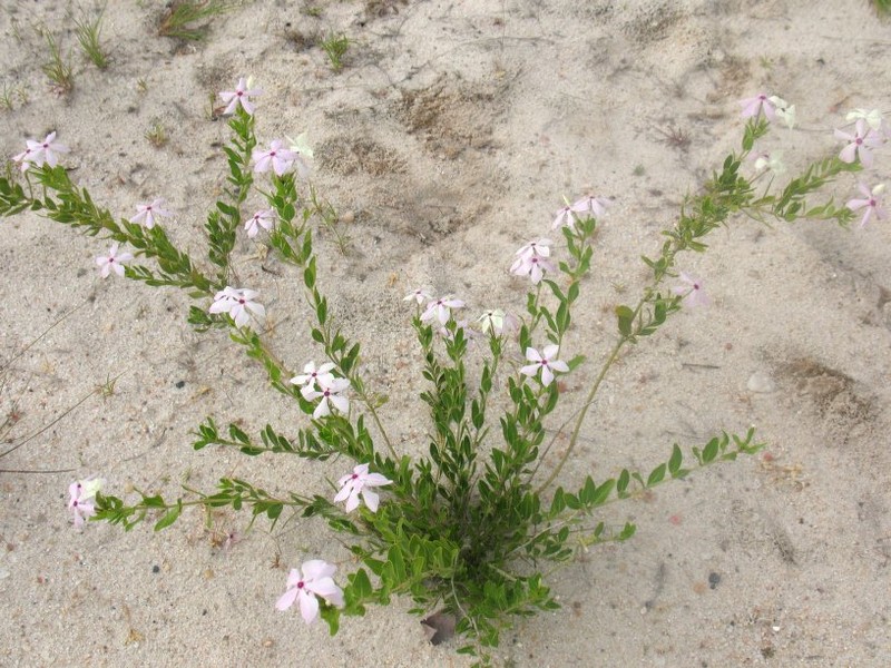 Catharanthus makayensis