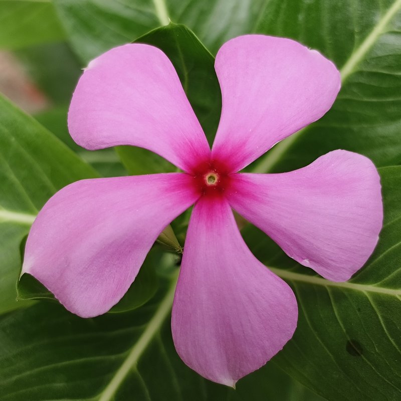 Madagascar Periwinkle