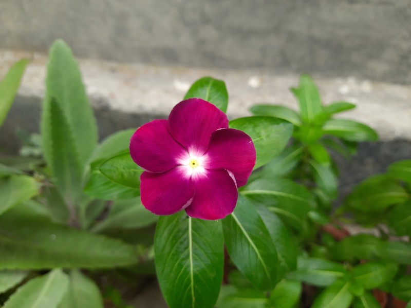 Madagascar Periwinkle photo 2