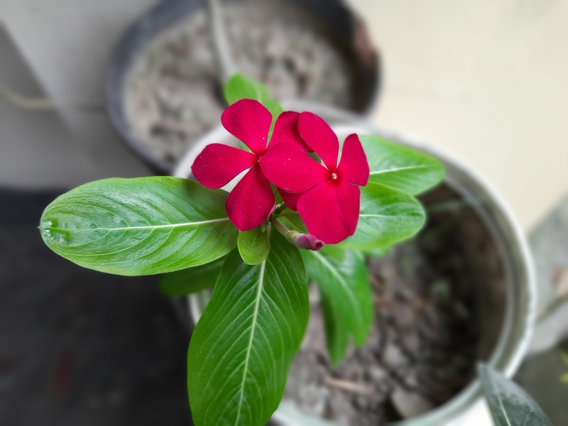 Madagascar Periwinkle photo 3