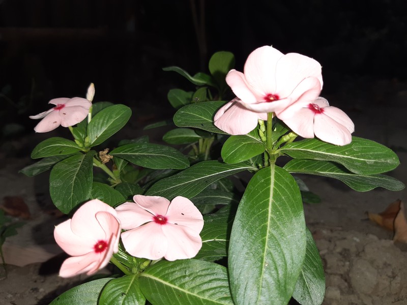 Madagascar Periwinkle photo 4