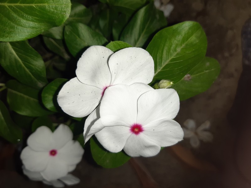 Madagascar Periwinkle photo 5