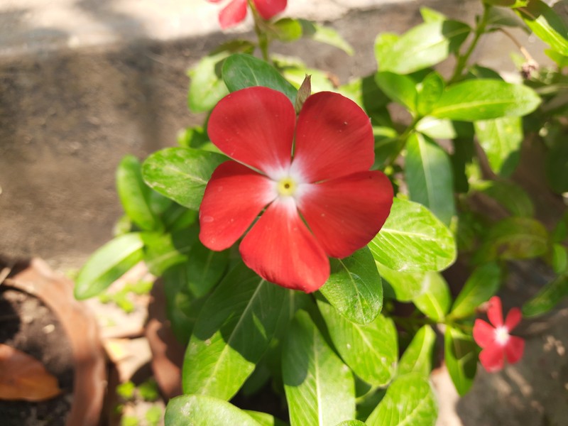 Madagascar Periwinkle photo 6