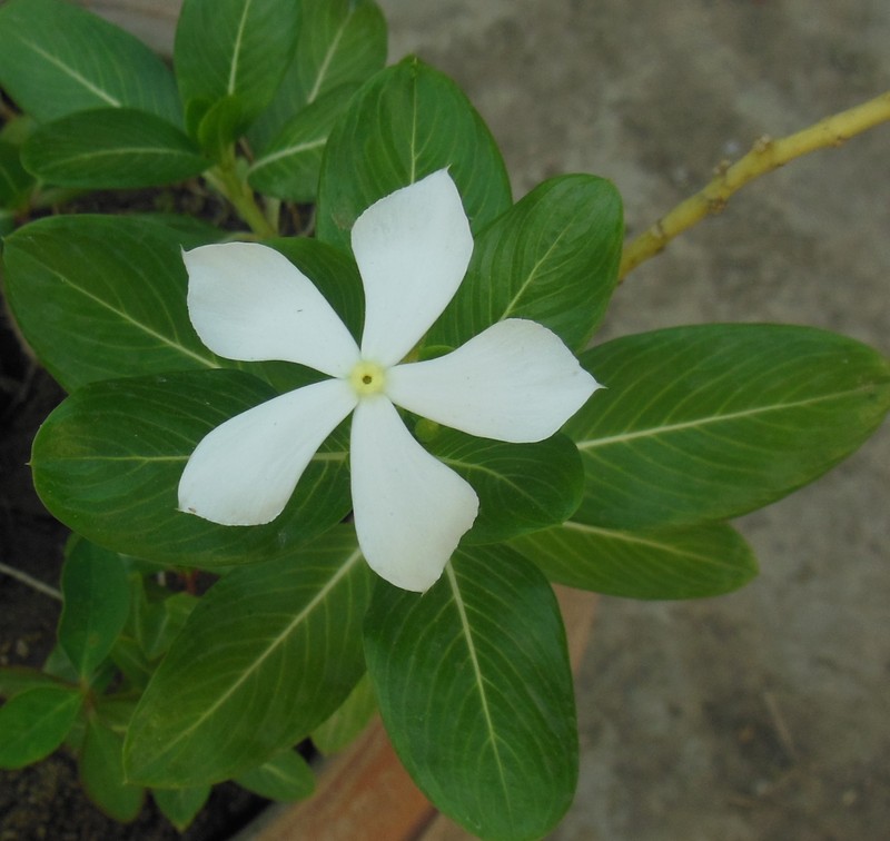 Madagascar Periwinkle photo 7
