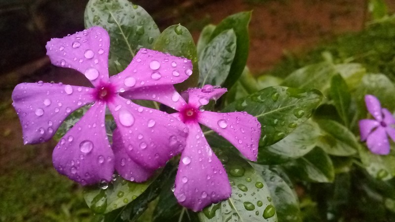 Madagascar Periwinkle photo 8