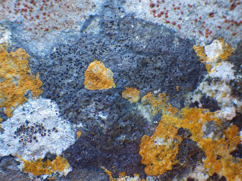 Catillaria Lichen