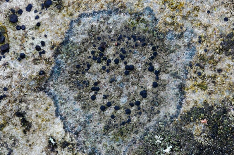 Catillaria Lichen