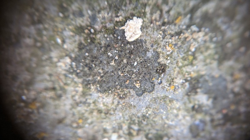 Catillaria Lichen photo 2