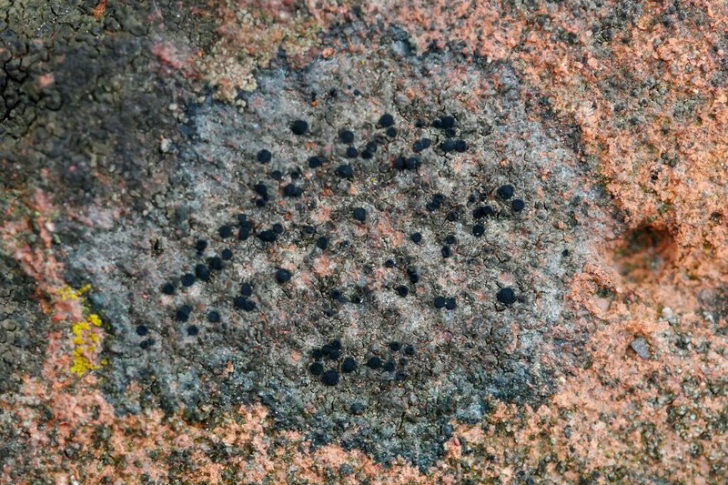 Catillaria Lichen photo 3